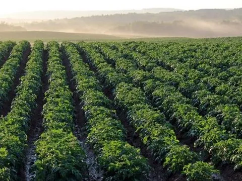 Trung Quốc bất ngờ gom mạnh tay loại hạt này của Việt Nam, xuất khẩu tăng mạnh hơn 700% chỉ trong 2 tháng đầu năm