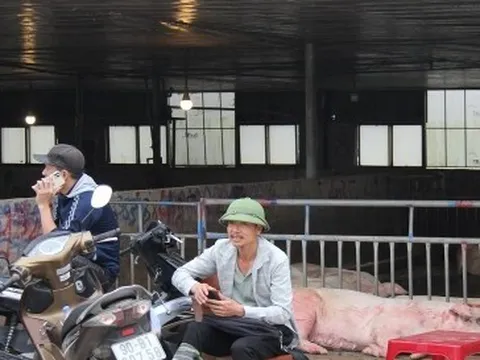 Giá heo hơi thấp kỷ lục kể từ năm 2020, chợ đầu mối gia súc vắng hoe