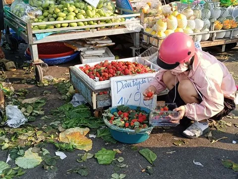 Đua nhau phù phép dâu tây