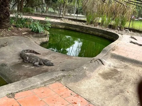 Công viên trung tâm TP.Vinh "xin" thả hơn 10 con cá sấu về tự nhiên