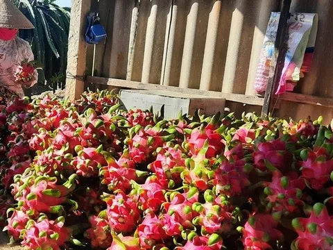 Xuất khẩu thanh long giảm 3 năm liên tiếp