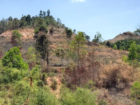 Lâm Đồng: Công ty Hoàng Thịnh chưa nộp ngân sách bao nhiêu tiền?