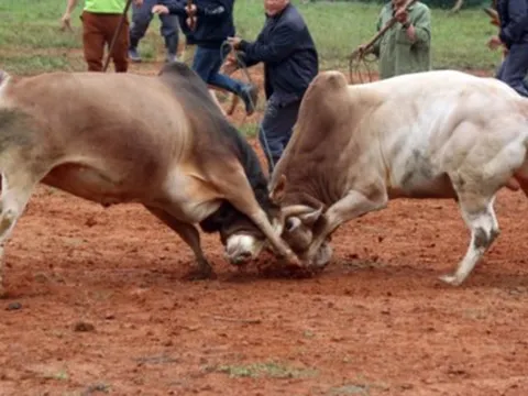 Nghệ An: Cấp cứu người đàn ông bị húc thủng ngực khi đi xem chọi bò