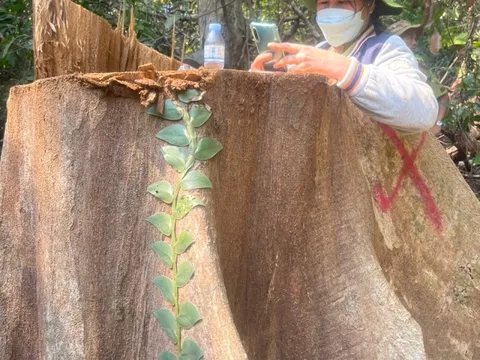 Hàng loạt cổ thụ trong rừng phòng hộ ở Bình Định bị khai thác trái phép