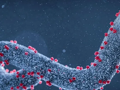 Bộ Y tế yêu cầu giám sát bệnh truyền nhiễm Marburg đặc biệt nguy hiểm