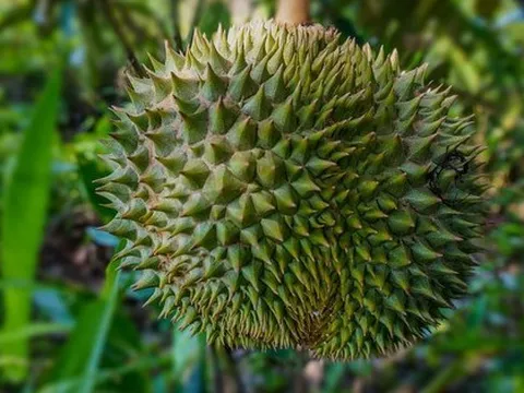 Trung Quốc ôm mộng trồng loại "trái cây vua" của Việt Nam và láng giềng: Có cạnh tranh được với ASEAN?