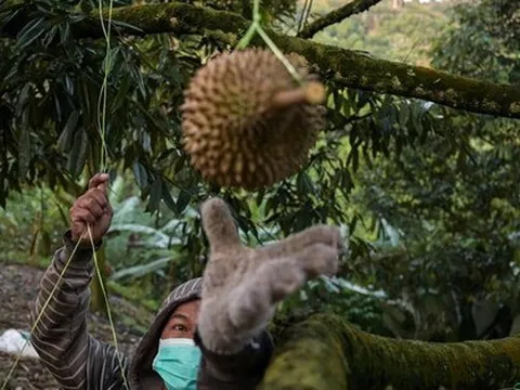 Đối thủ thất thu lớn vì thiên tai, loại "trái cây vua" của Việt Nam có thể giành lợi thế tại thị trường Trung Quốc?