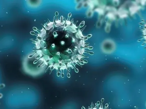 CDC: Cảnh báo virus H5N1 nhánh 2.3.4.4b lại lây thêm loài mới