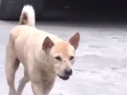 Nghệ An: 2 trẻ tử vong nghi do bệnh dại