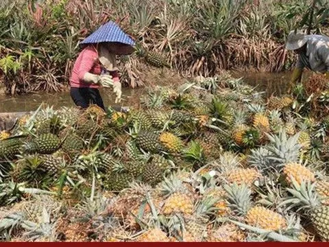 Giá dứa tăng mạnh, nông dân lãi hàng trăm triệu