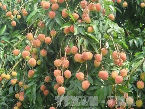 Dự báo một mùa bội thụ vải thiều Thanh Hà