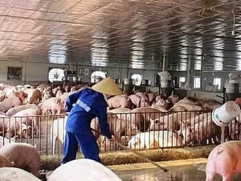 Khổ như nuôi lợn: Mở mắt ra là lỗ, nhiều người phải bỏ làng trốn nợ