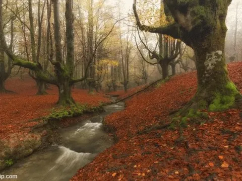 Những khu rừng lạ trên thế giới và ở Việt Nam