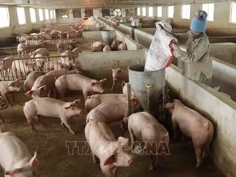 Lào tạm ngừng nhập khẩu thịt lợn từ Việt Nam