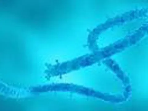 Bệnh viện Chợ Rẫy cảnh báo mức độ nguy hiểm của virus Marburg