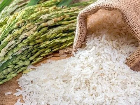 Giá gạo xuất khẩu Việt Nam vượt Thái Lan, Ấn Độ