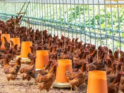 Bớt gánh nặng chi phí nguyên liệu nhập khẩu, ngành chăn nuôi Việt Nam sẽ khởi sắc trong năm nay?