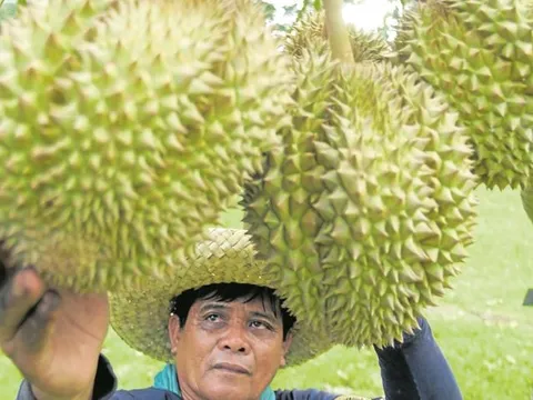 Philippines đặt mục tiêu xuất khẩu 54.000 tấn sầu riêng sang Trung Quốc năm 2023 – bằng bao nhiêu so với Việt Nam?