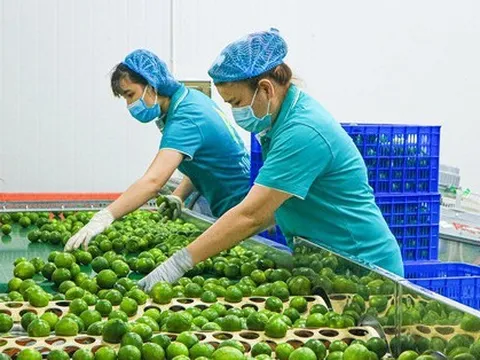 Loại quả của Việt Nam nhiều vô kể nhưng được ví như "vàng xanh" tại New Zealand, giá gần 1 triệu đồng/kg