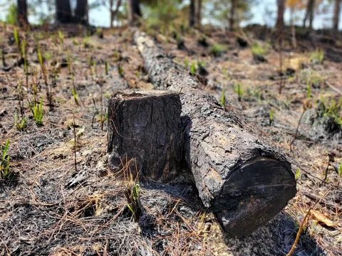 Cận cảnh rừng bị đốt phá, "đầu độc" trong dự án 25.000 tỉ đồng của Công ty Sài Gòn - Đại Ninh