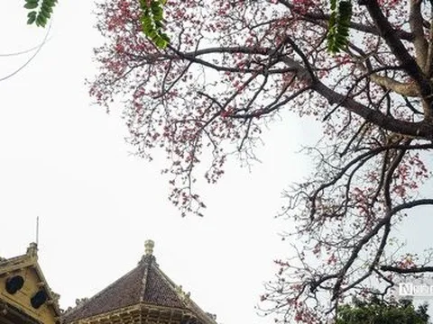 Mê mẩn ngắm hoa gạo rực đỏ ở Hà Nội