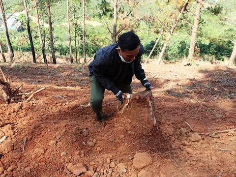 Lâm Đồng: 12 người bị phạt gần 1 tỉ đồng