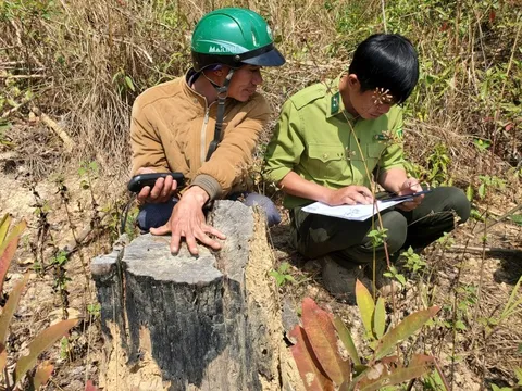 Dự án của Công ty Thác Rồng làm mất rừng, nhiều cán bộ Lạc Dương chịu trách nhiệm ra sao?