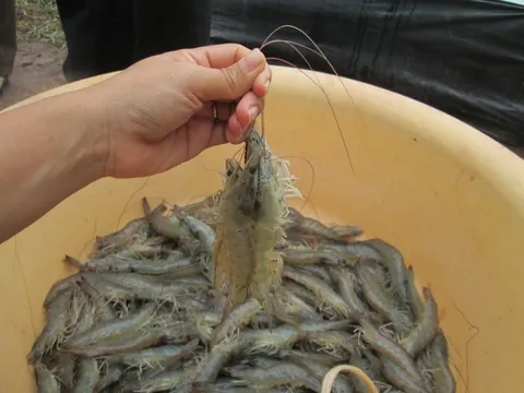 Chăn nuôi thủy sản, heo, gà cùng rơi vào thế bí