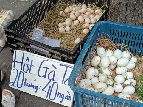 Chuyện lạ: Trứng gà ta rẻ hơn trứng gà công nghiệp