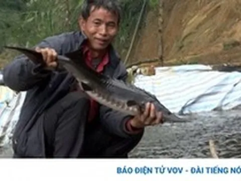 Những triệu phú nuôi cá nước lạnh trên núi