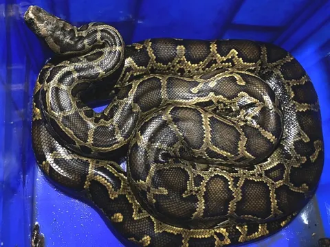 Người dân giao nộp trăn đất, tê tê quý hiếm