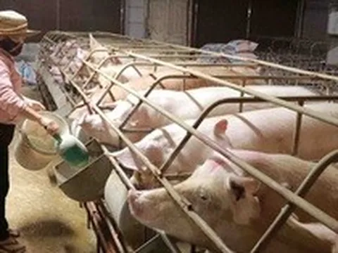 Thức ăn chăn nuôi cao, nông dân bán lợn không đủ trả tiền cám