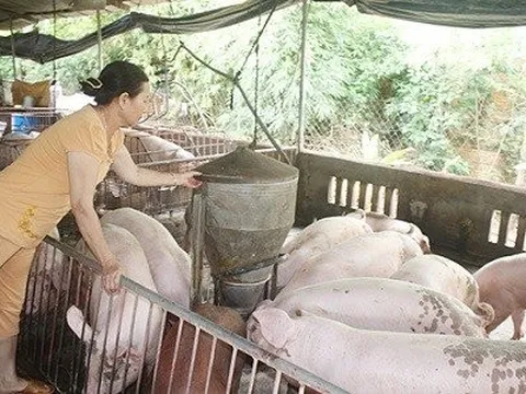 Giá lợn hơi đồng loạt lặng sóng, doanh nghiệp lớn cũng chờ tiêu thụ