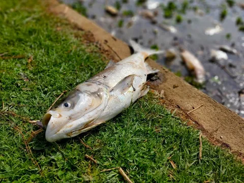 Nước hồ Xuân Hương đổi màu đục ngầu, cá chết la liệt