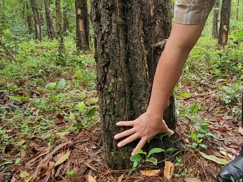 Kẻ xấu dùng chiêu "độc" với hàng loạt cây thông 33 năm tuổi