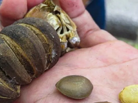 14 học sinh nhập viện vì ăn hạt cây ngô đồng