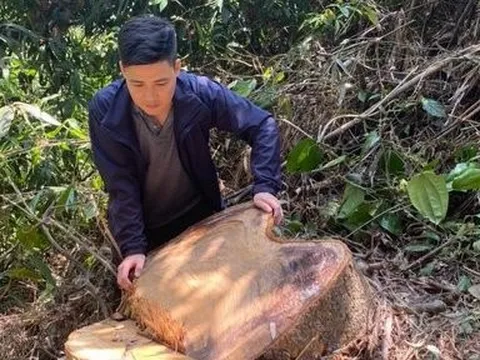 Truy vết các đối tượng chặt hạ 12 cây rừng trái phép ở Thừa Thiên- Huế