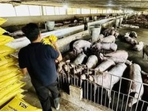 Người chăn nuôi kiệt quệ, phải vay mượn nóng để mua cám