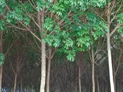 Mang về hơn 3 tỷ USD, đây là mặt hàng Trung Quốc thu mua đến gần 80% sản lượng của Việt Nam trong năm qua, xuất khẩu dự báo tiếp tục tăng mạnh