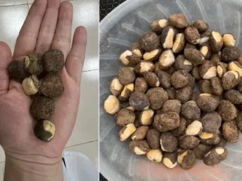 Thấy hạt lạ nhìn bắt mắt, gần 20 người liền ăn rồi phải nhập viện gấp
