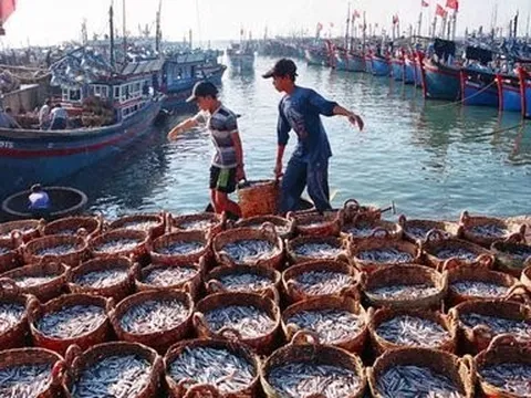 Tổng cục Thủy sản chỉ đạo tháo gỡ bất cập trong thực hiện cấp S/C