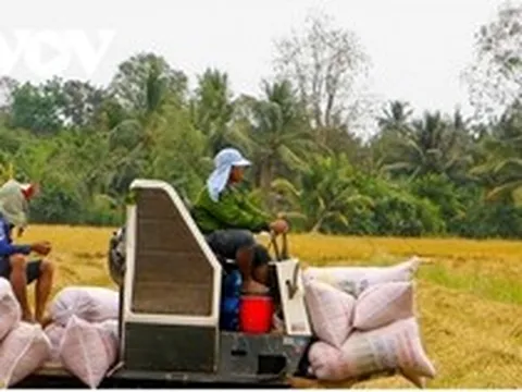 Xuất khẩu gạo sang Indonesia tăng đột biến, Bộ Công Thương khuyến cáo rủi ro