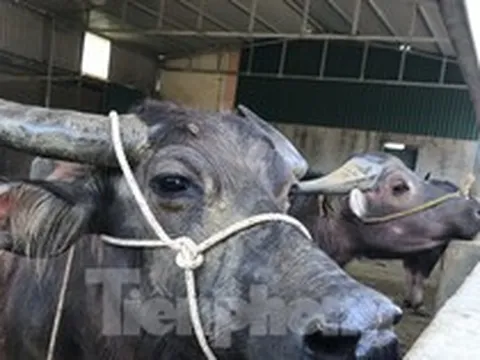 Đến chợ trâu bò lớn nhất Bắc Trung Bộ xem nườm nượp kẻ bán người mua 'tuyển hàng'