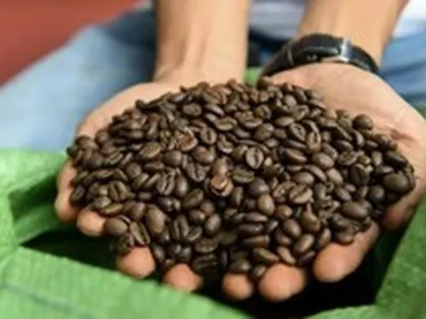 Vận mệnh hạt cà phê Việt Nam vốn không được đánh giá cao có thể xoay chuyển nhờ một yếu tố