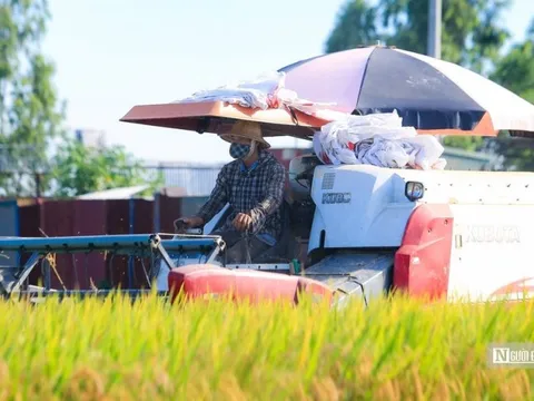 Đề án 1 triệu ha lúa chuyên canh: Cần quy định rõ giải pháp về vốn