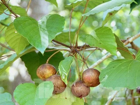 Hàng chục người ở Lạng Sơn phải cấp cứu vì ăn hạt lạ