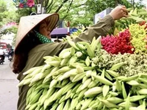 Hoa loa kèn đầu mùa giá rẻ bất ngờ