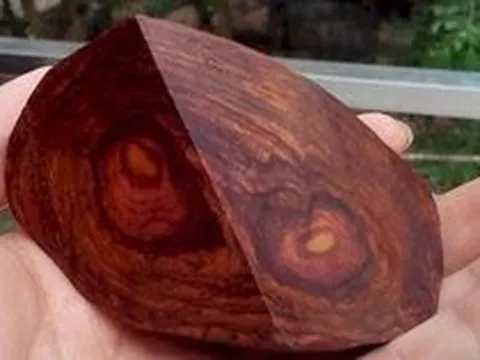 'Báu vật' được Trung Quốc săn lùng ráo riết: Cơn sốt tràn qua cả Việt Nam