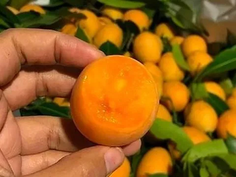 Tắc ruột sau 5 ngày ăn quả thanh trà