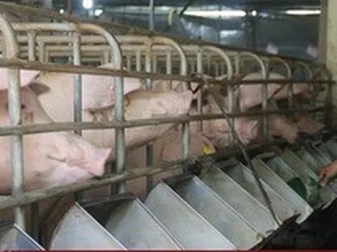 Vì sao giá lợn hơi giảm mạnh?